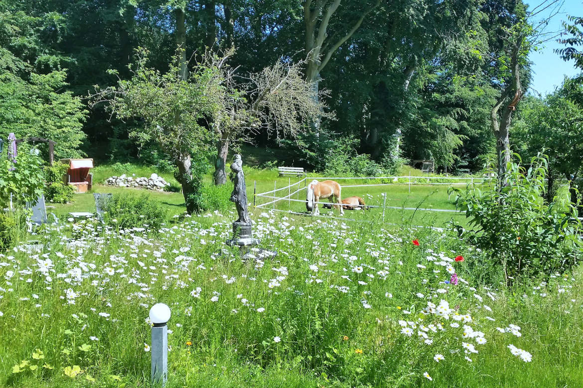 Wildblumenwiese